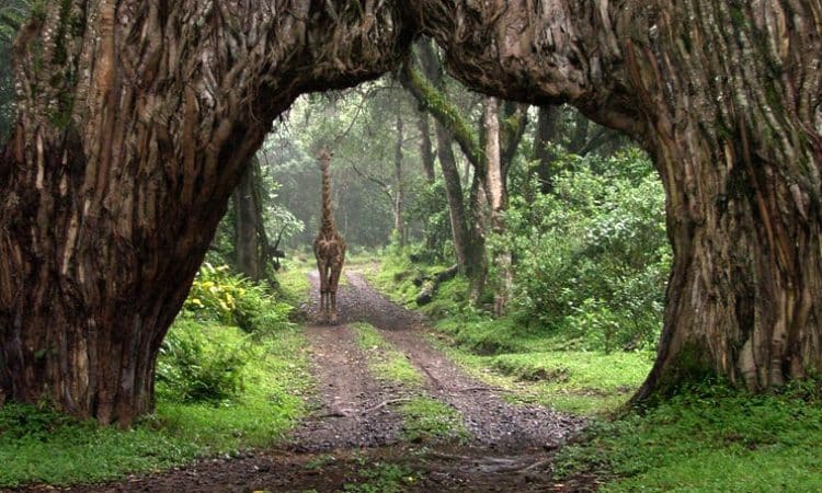 Big Tree, Parque Nacional de Arusha