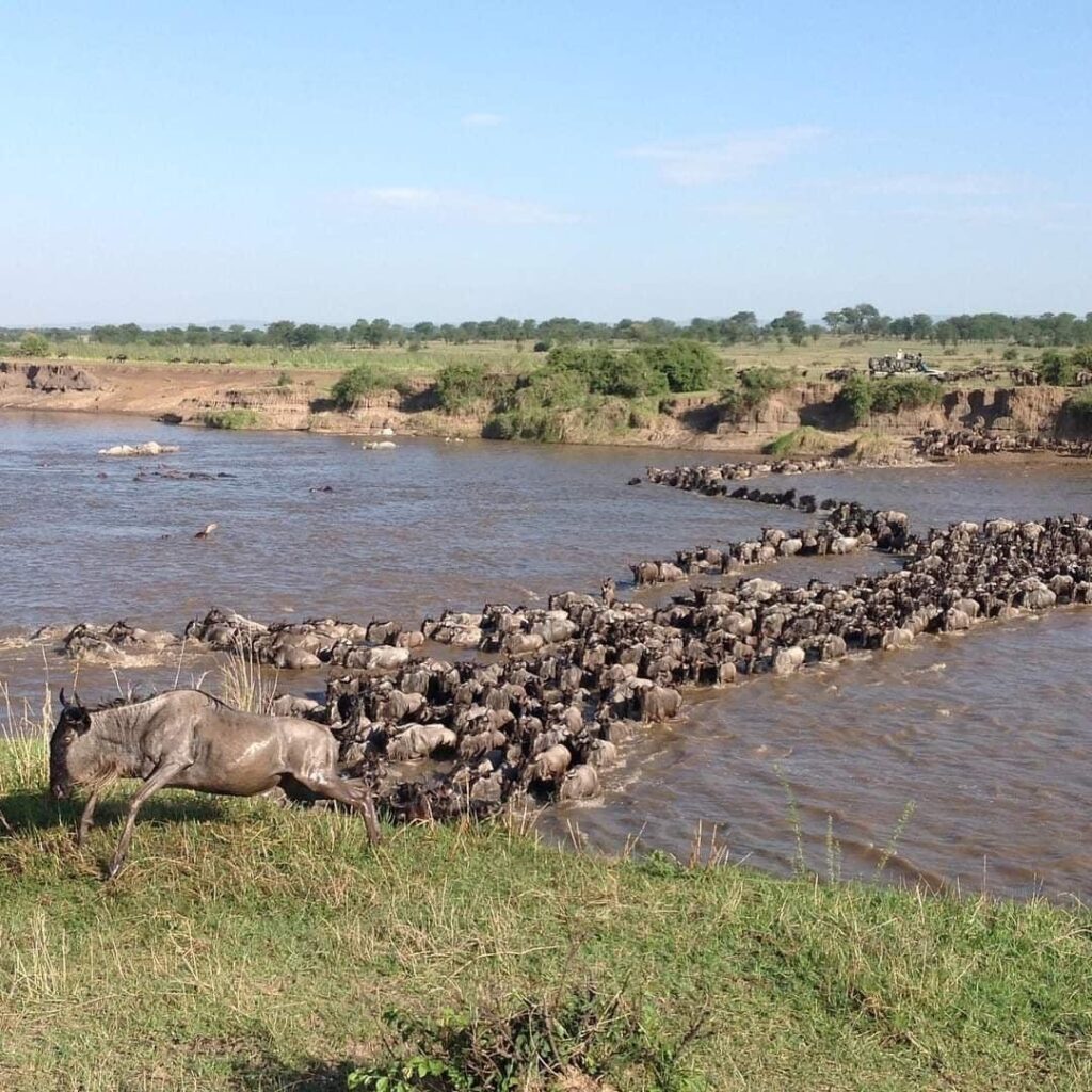 La grande migration des gnous, safari dans le Serengeti