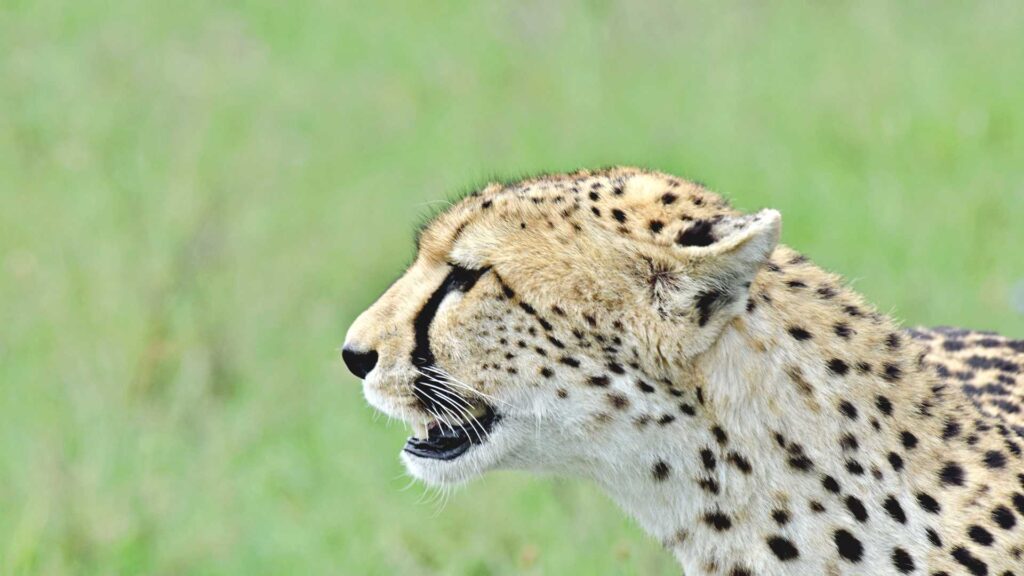 Gepard, Serengeti, Safari