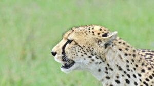Gepard, Serengeti, Safari