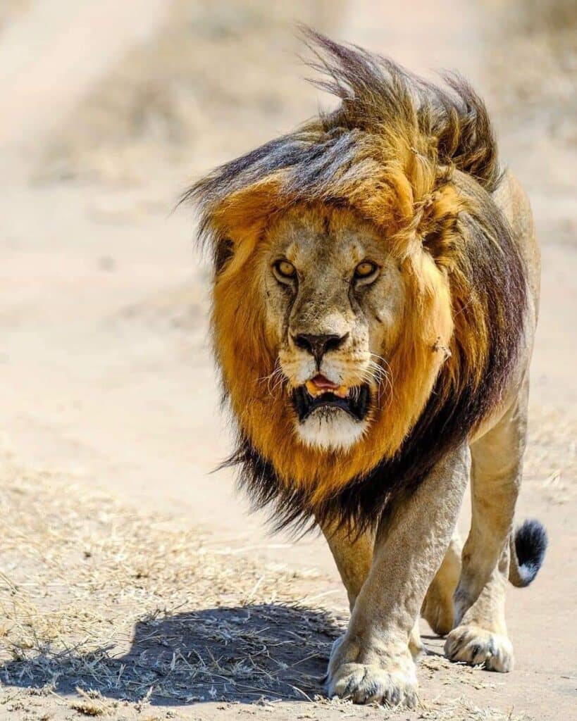 Serengeti-Löwe