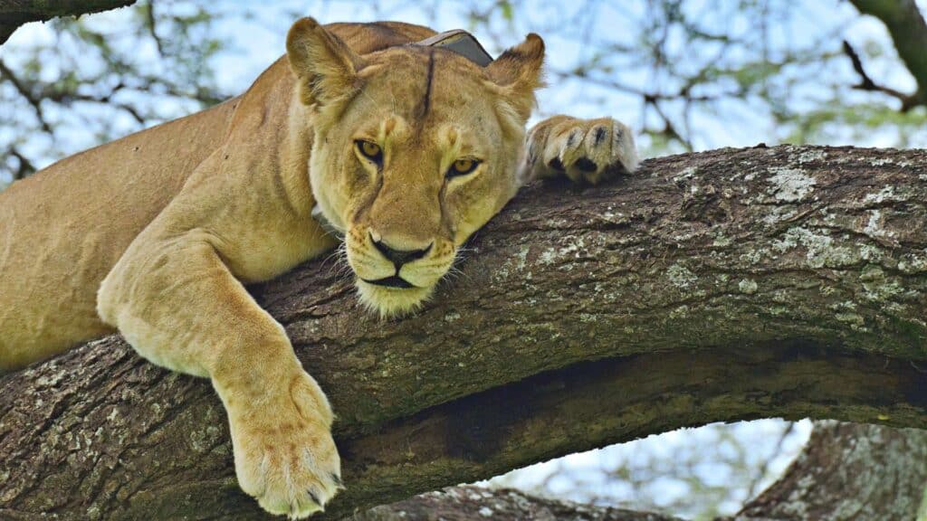 León arborícola, Safari