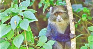 Singe bleu, parc national d'Arusha, excursion d'une journée