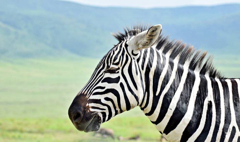 Zebra in Ngorongoro, Day Tour