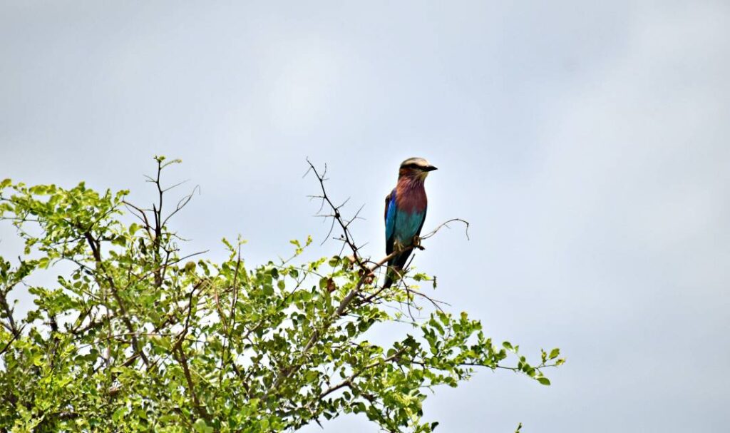 Flieder, Manyara-Nationalpark, Safari
