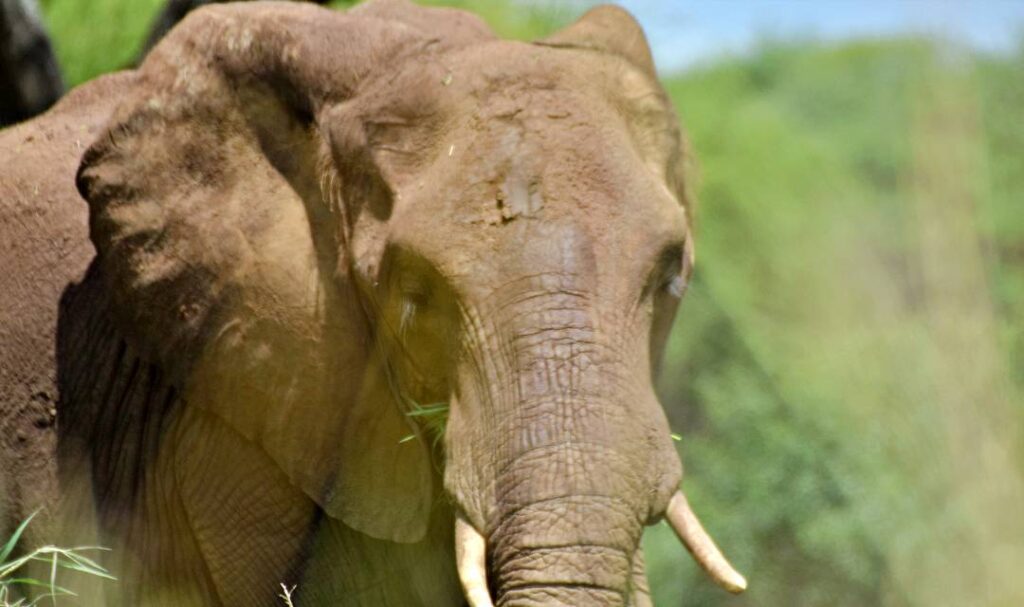 Éléphant, Manyara, Safari