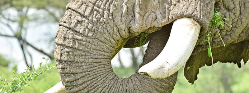 Elefantenstoßzähne, Elfenbein