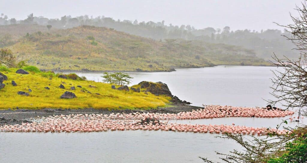 Flamingo, Arusha-Nationalpark