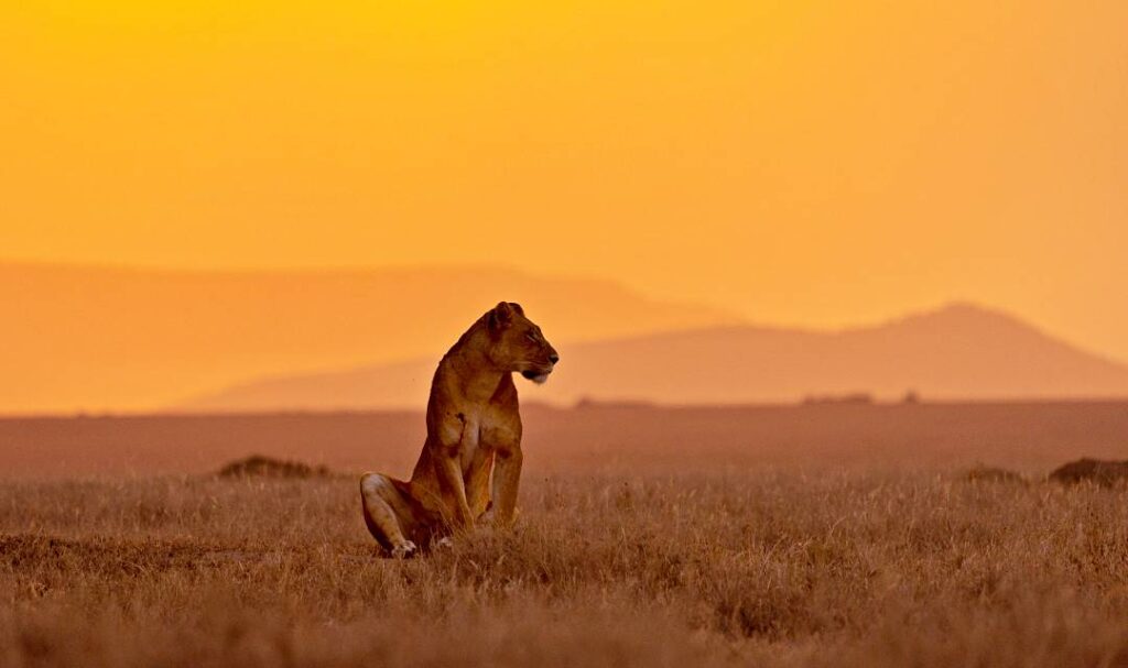Lion, coucher de soleil, Serengeti
