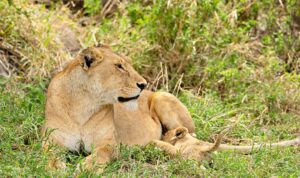 Lion, ngorongoro, excursion d'une journée