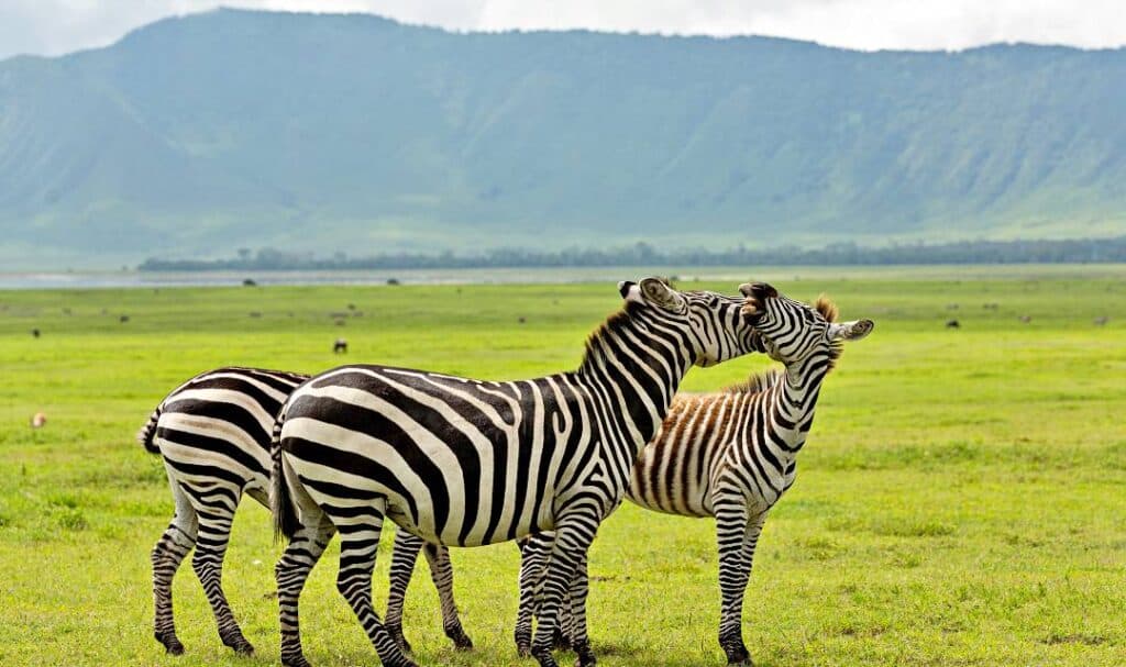 Zèbre Ngorongoro, Serengeti