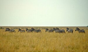 Zèbre, Safari Serengeti