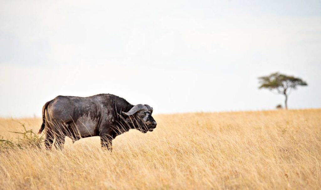 Büffel in der Serengeti, Trockenzeit
