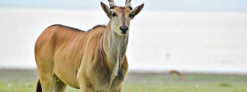 Eland à Ngorongoro, Safari