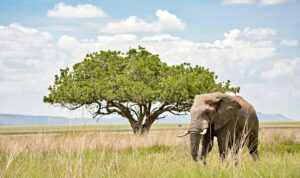 Elefant, Akazie, Safari