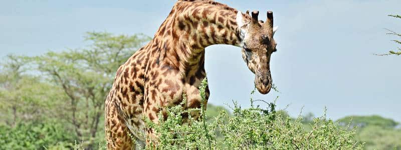 Girafe dans le Tarangire, safari
