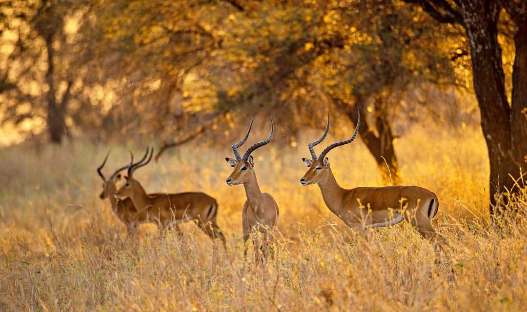 Impala Serengeti