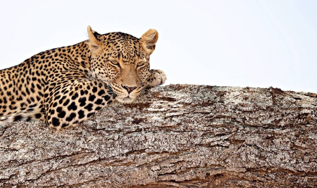 Leopard, Safari, Tansania