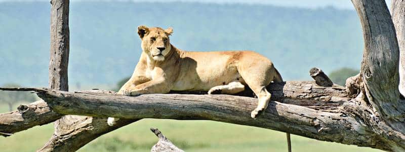 León en el Serengeti