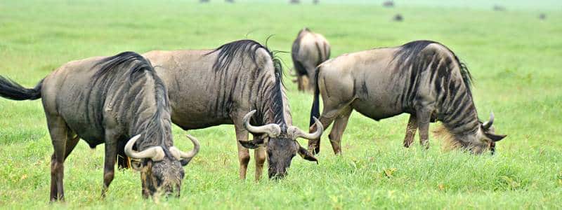 Plenty Grass, Wildebeest, Rain Season Serengeti