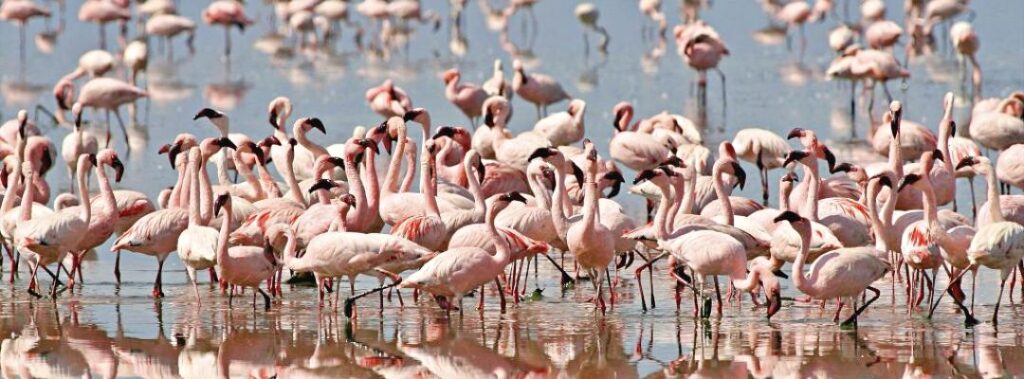 Lesser flamingo, lake natron