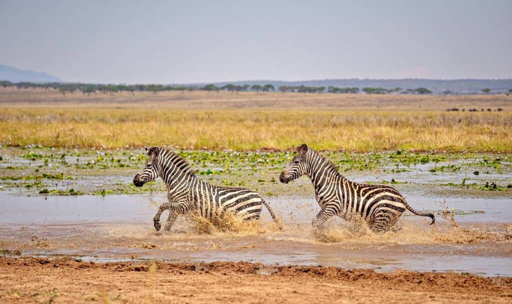 Zebra, Ngorongoro-Krater