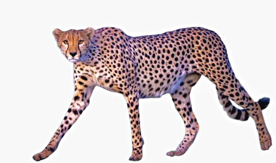 Cheetah, Ndutu, Serengeti, Tanzania