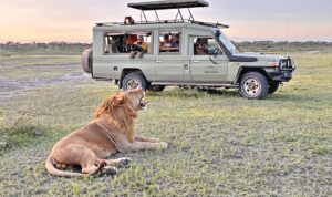 Löwe, Ndutu, Serengeti